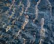 Forschung in der Fischzucht | © stock.adobe.com - focus finder